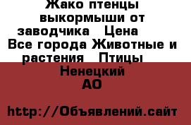 Жако птенцы выкормыши от заводчика › Цена ­ 1 - Все города Животные и растения » Птицы   . Ненецкий АО